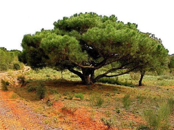 Casas de Benítez Casa Rural Parajes Del Jucar מראה חיצוני תמונה